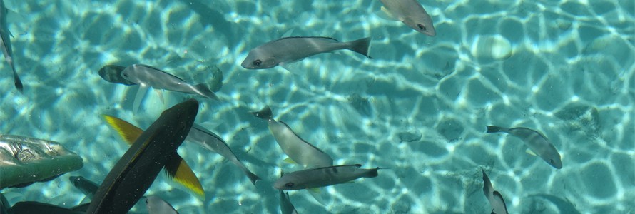 The natural aquarium that is Tahiti.