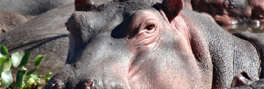 Hippo in Crescent Lake