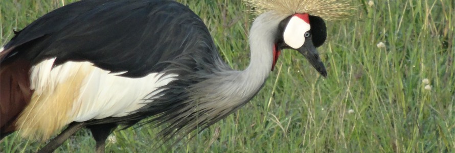 Crowned Crane