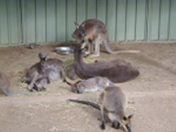 250kangaroos