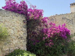 bougainvilla300