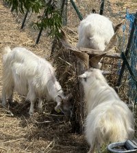 goats300