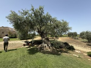 oldolivetree300