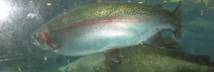 New Zealand is famous for fly fishing.  The trout are enormous!