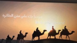 camels250 camels250