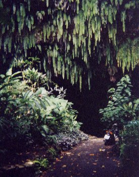 Fern Grotto